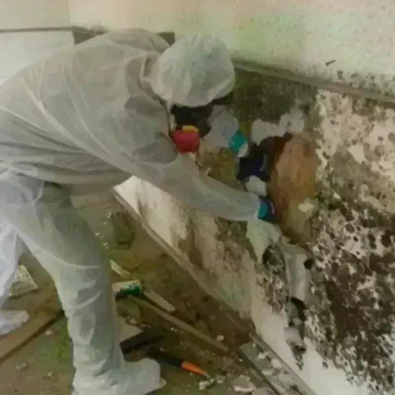 Mold Remediation and Removal in Pinehurst, TX